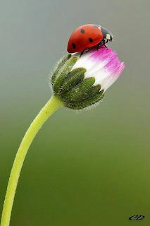 Ladybug