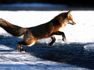 The fox jumps over the stream