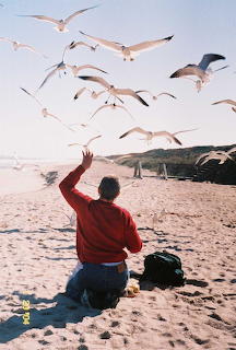 Gulls Just Wanna Have Fun