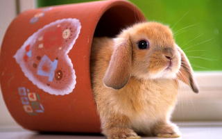 Sweet Rabbit