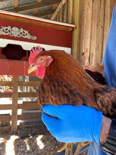 New chicken