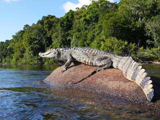 crocodile