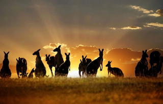 Mob of kangaroos at sunrise
