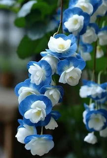 blue flower