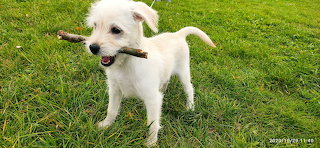 this dog have a toy