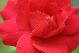 Rose 2
