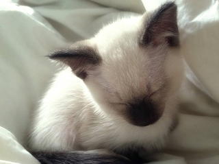 Siamese Kitten