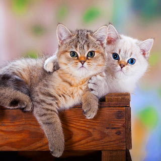 Best Buddies...