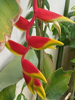Heliconia