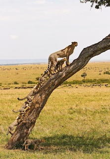 Guepard family..