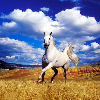 White Horse...