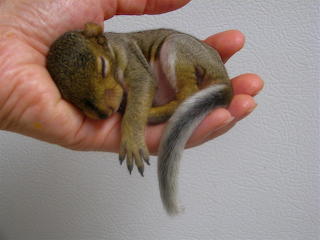 Baby-animal-pictures-Cute-animals-picture-18