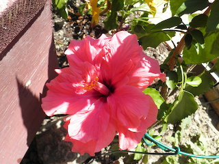 Gerbera 1