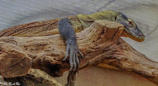 Komodovaraan jonf-00389b