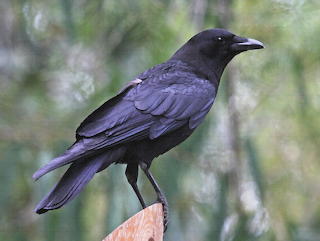 Crow
