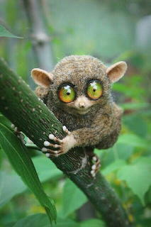 bushbaby
