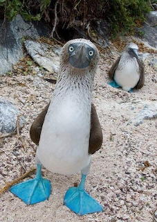 Booby patas azules