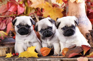 Cute Pug Puppies