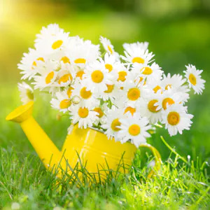Spring