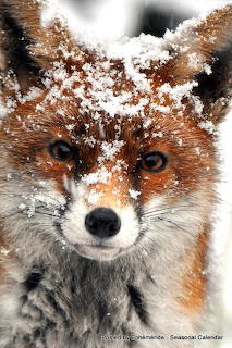 Fox in Snow