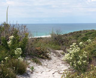 Wildflowers and Wetlands