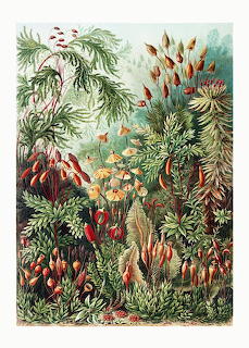 Dschungel-wildnis-urwald-vintage