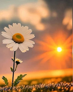 Flor