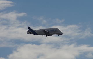 Beluga