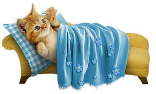Bett-Cat