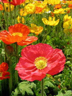 Poppies