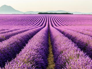 Lavender