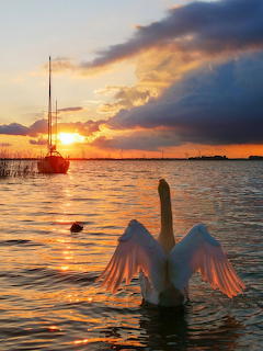 Just like an angel", at Harderwijk
