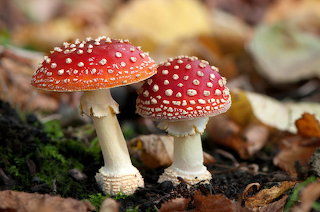 Fly agaric Mushrooms - Amanita muscaria
