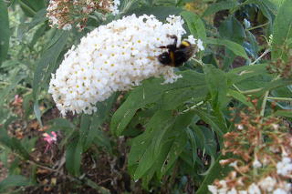 hommel