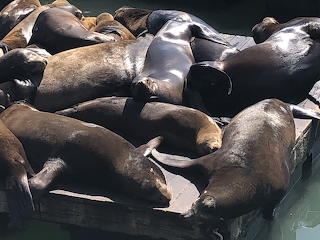 Sea Lions Pier 39 San Francisco