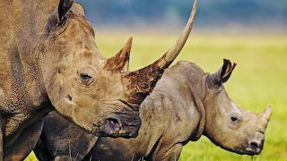 Rhinoceros-nature