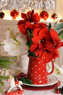 Fleur amaryllis & pot rouge