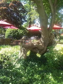 Black Elder Tree