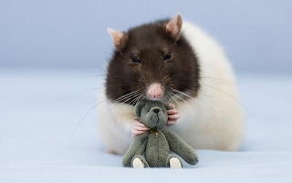 Best friend