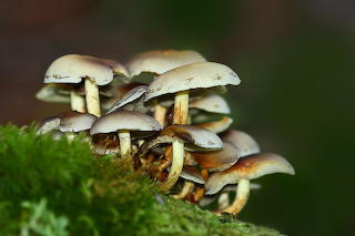 Mushrooms
