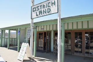 Ostrichland USA in Buellton, CA