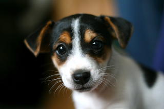 Jack Russell
