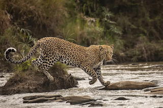 Africa - Leopard-Maasai Mara national reserve - Kenya