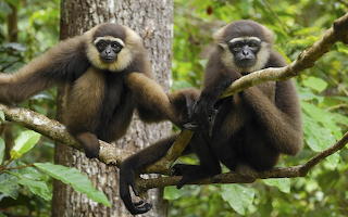 two-monkeys-on-a-branch
