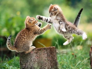 Gatos