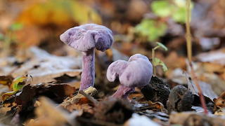 Mushroom XIII