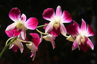 Orchid-4664689 1280