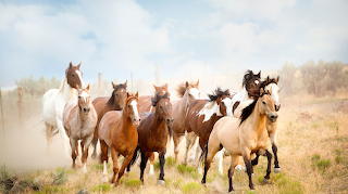 Horses