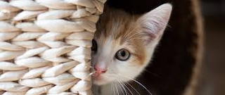 Pek-a-boo kitty