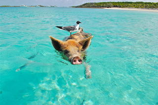 Pig and seagull swimming